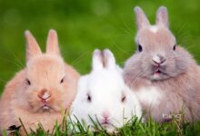 Photo of Стейк из кролика